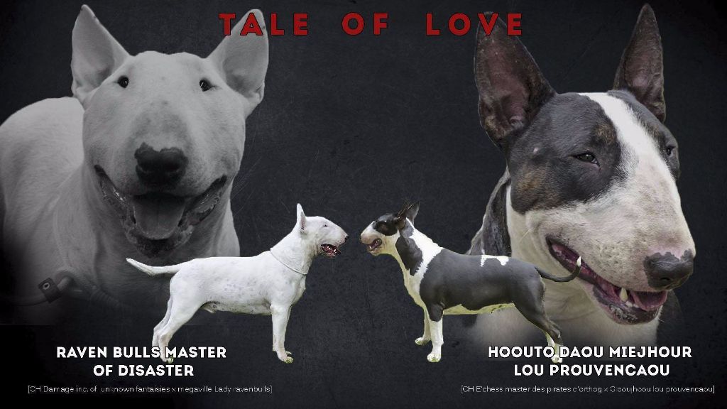Tale Of Love - Bull Terrier - Portée née le 09/05/2015