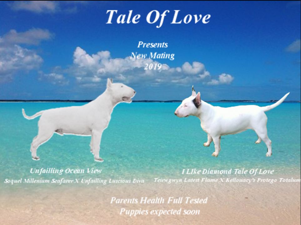 Tale Of Love - Bull Terrier - Portée née le 21/08/2019