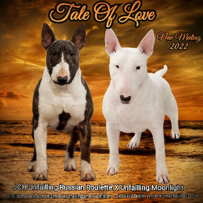 Tale Of Love - Bull Terrier - Portée née le 08/04/2022