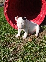Tale Of Love - Bull Terrier - Portée née le 04/02/2021