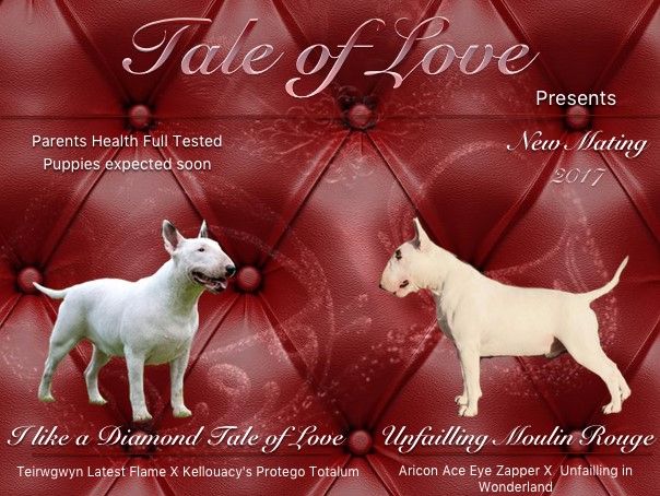 Tale Of Love - Bull Terrier - Portée née le 02/10/2017
