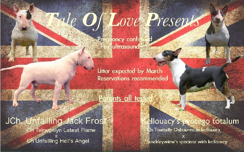 Tale Of Love - Bull Terrier - Portée née le 24/03/2016