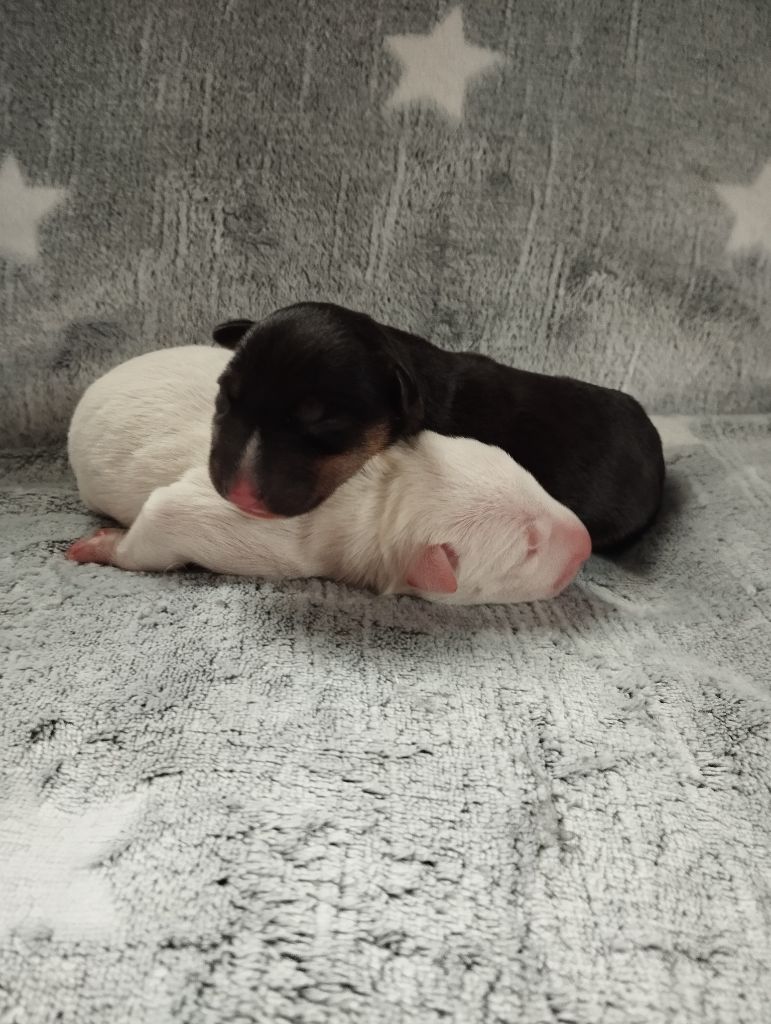 chiot Bull Terrier Tale Of Love