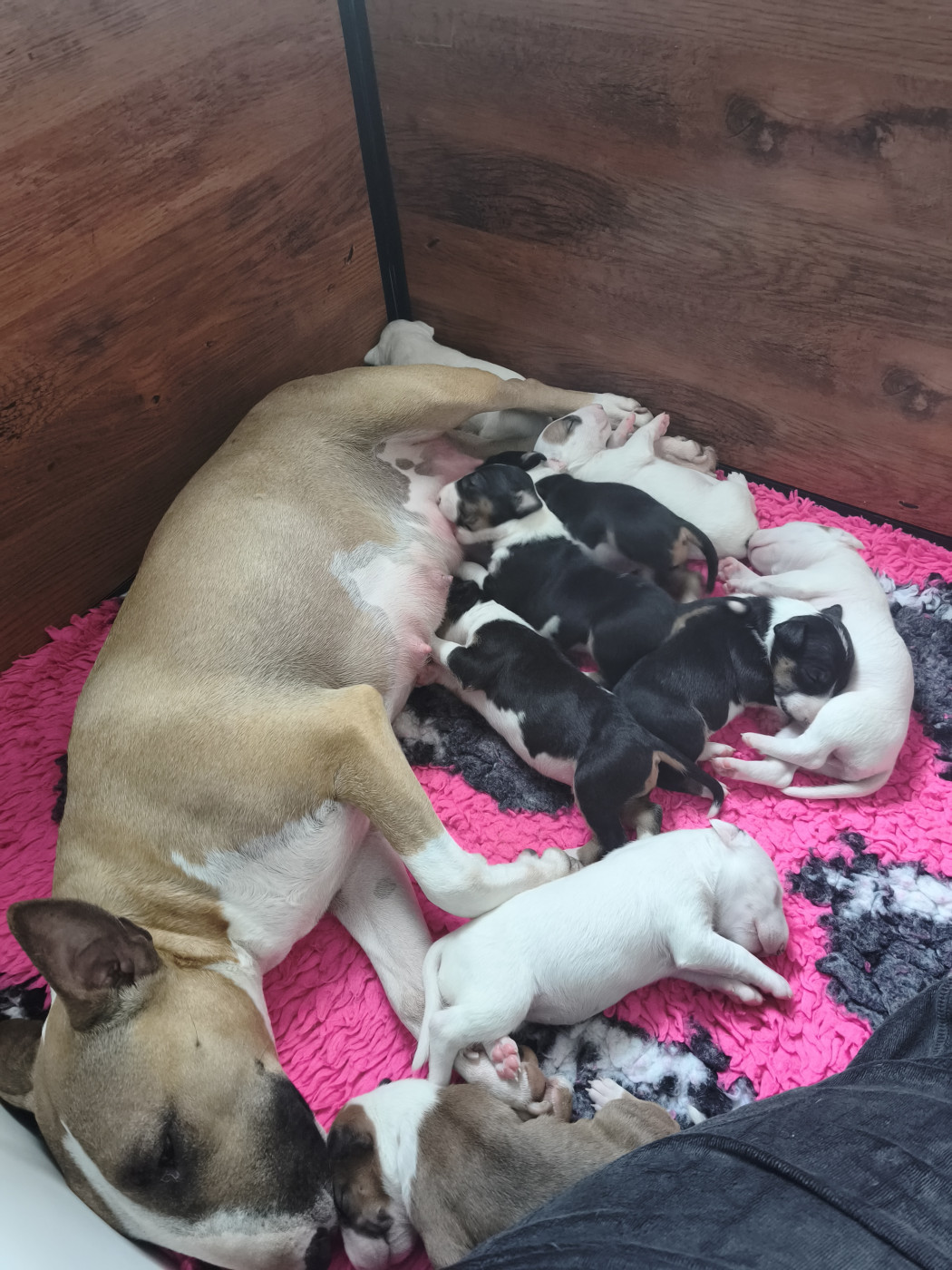 Chiot Bull Terrier Tale Of Love