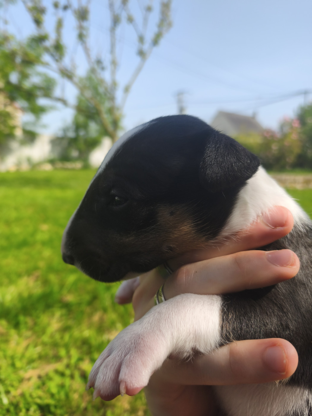 Tale Of Love - Chiots disponibles - Bull Terrier