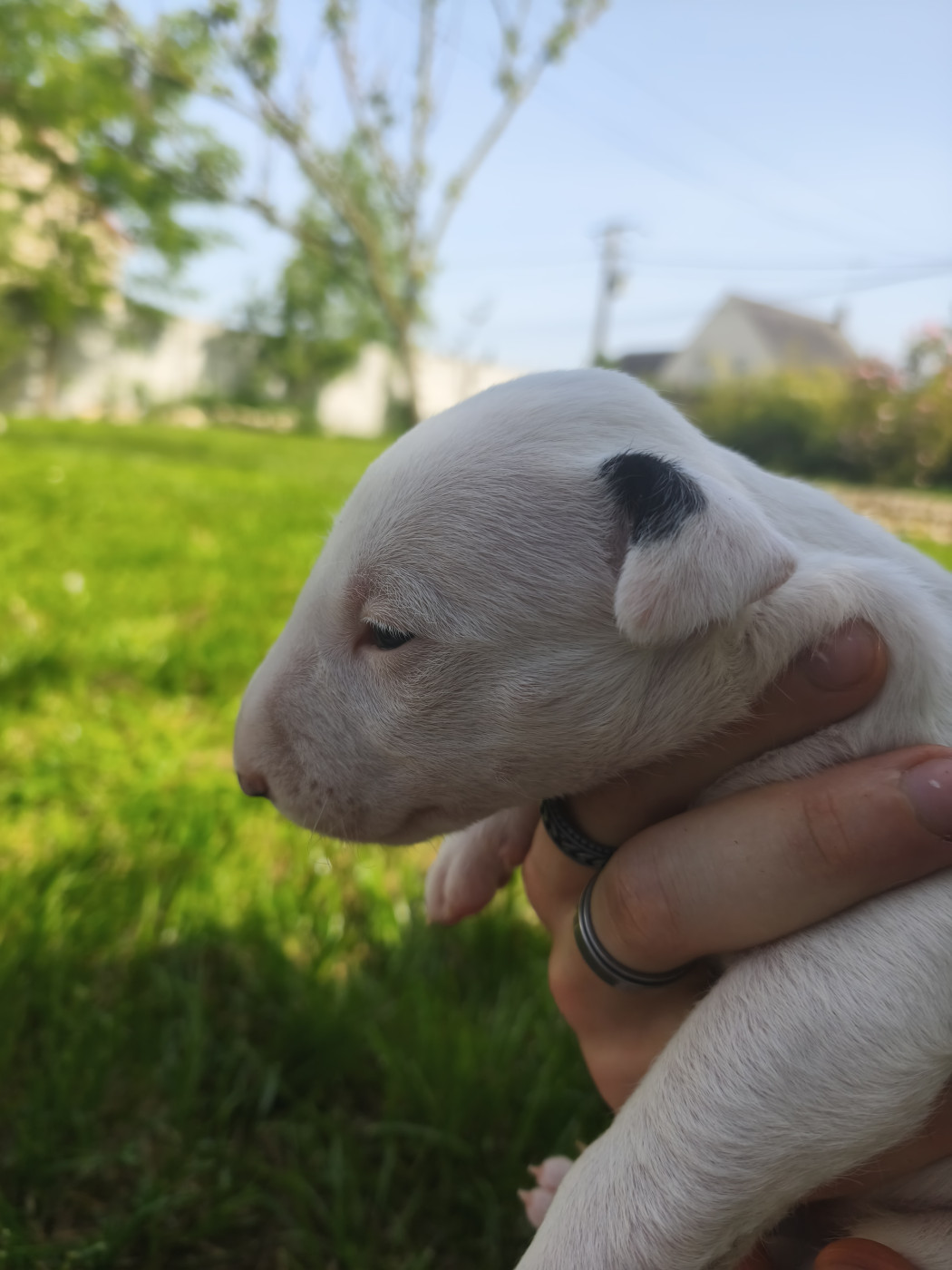 Tale Of Love - Chiots disponibles - Bull Terrier