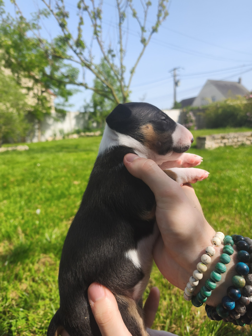 Tale Of Love - Chiots disponibles - Bull Terrier