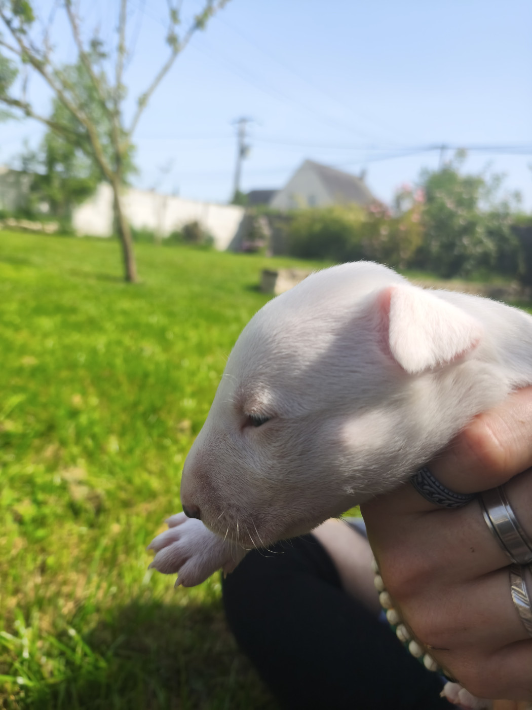 Tale Of Love - Chiots disponibles - Bull Terrier