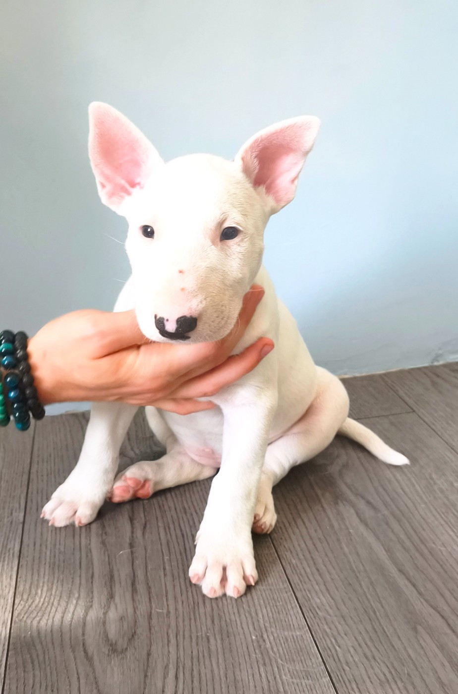 Tale Of Love - Chiots disponibles - Bull Terrier