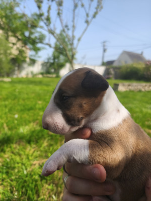 Chiot N°2