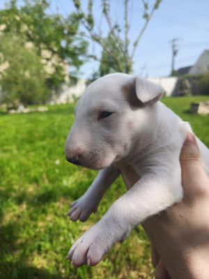 Chiot N°3