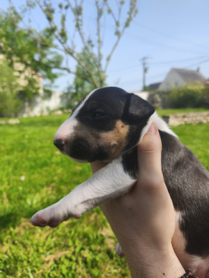 Chiot N°6