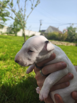 Chiot N°7