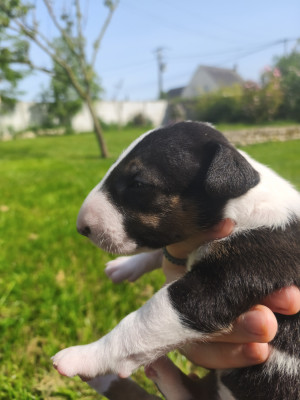 Chiot N°8