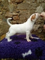 CHIOT