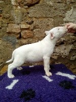CHIOT